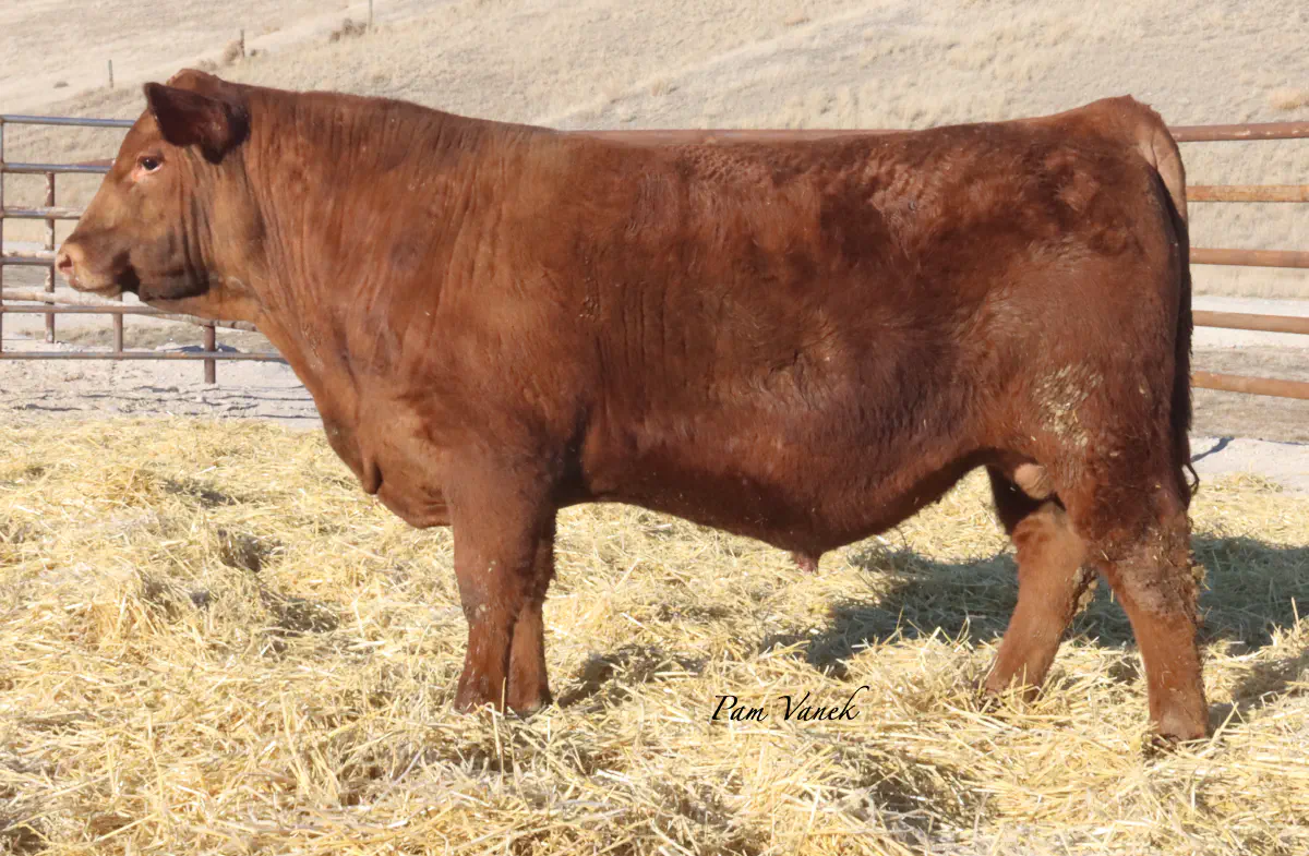 Lot 54: Loosli Collusion 5000