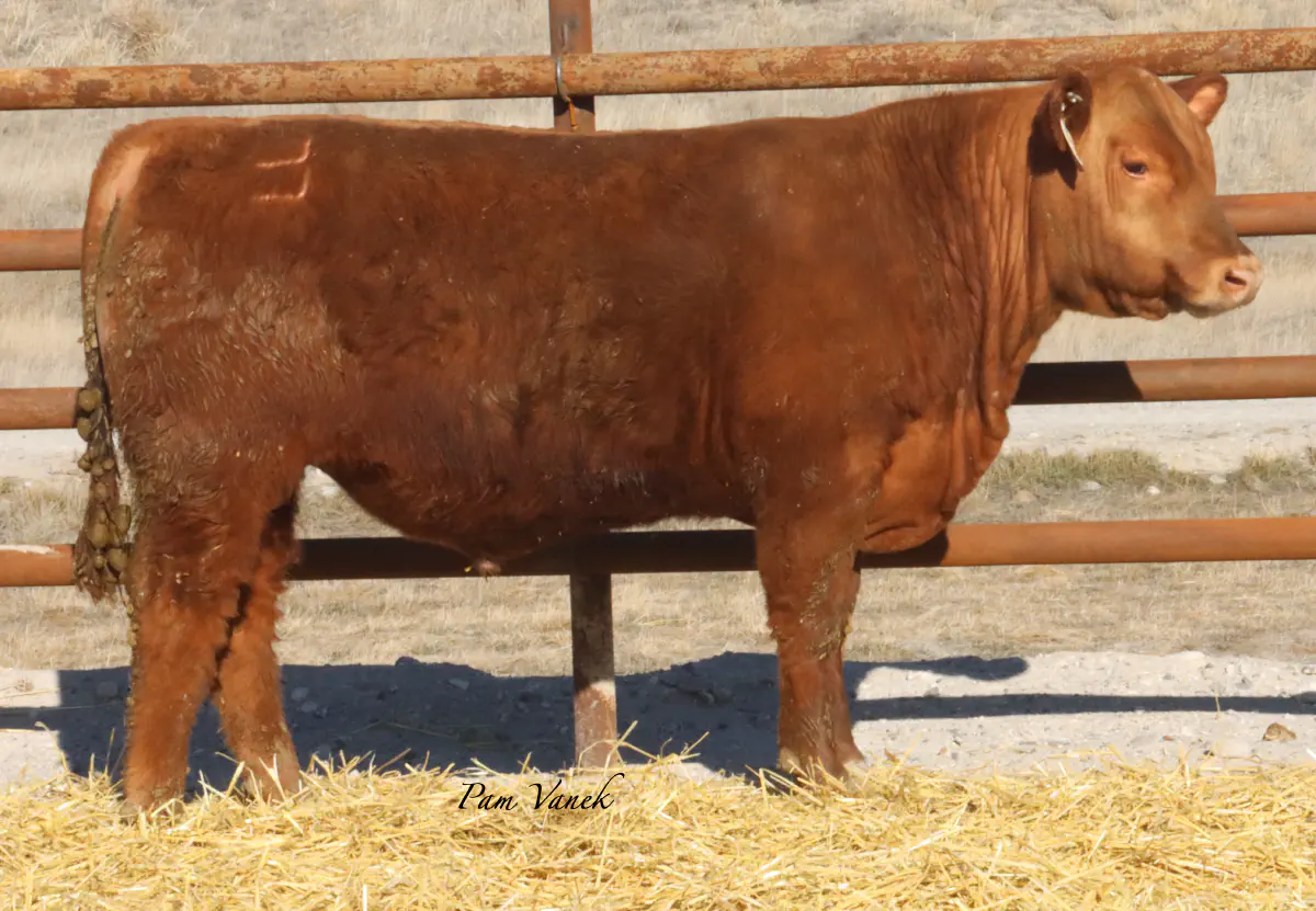 Lot 72: Loosli Loaded 5101