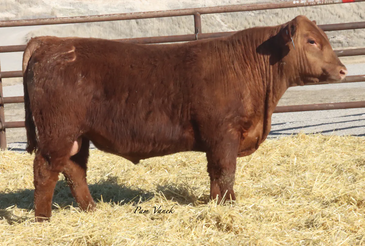 Lot 48: Loosli Flashdrive 5128