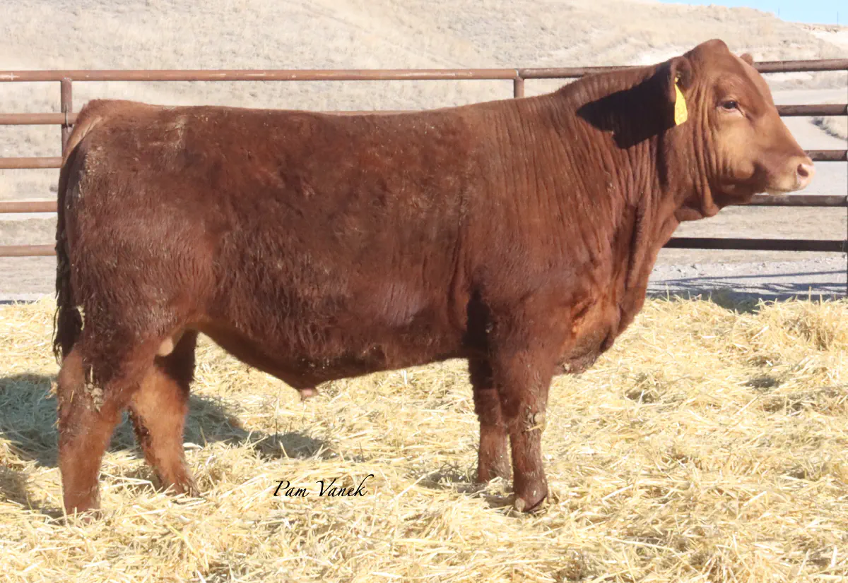 Lot 89: Loosli Collusion 5137