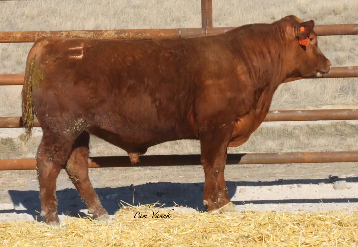 Lot 66: Loosli Complete 5139