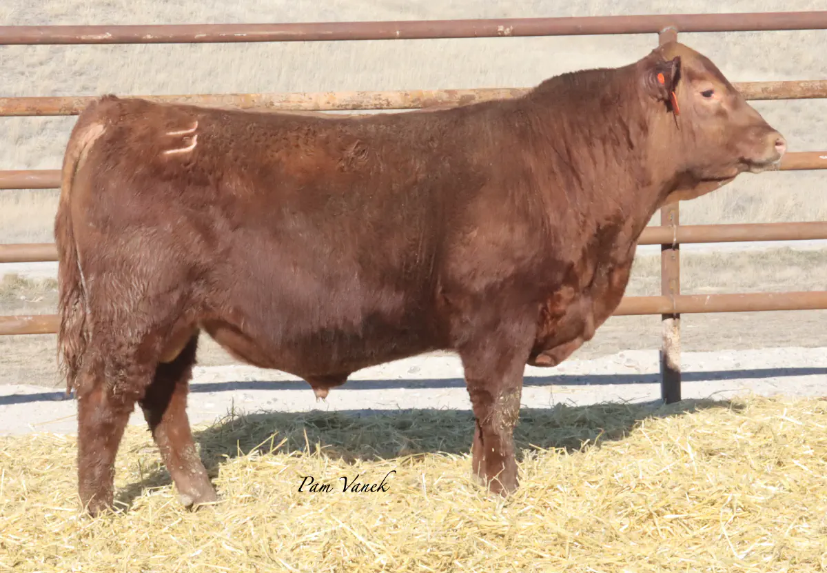 Lot 12: Loosli Complete 513