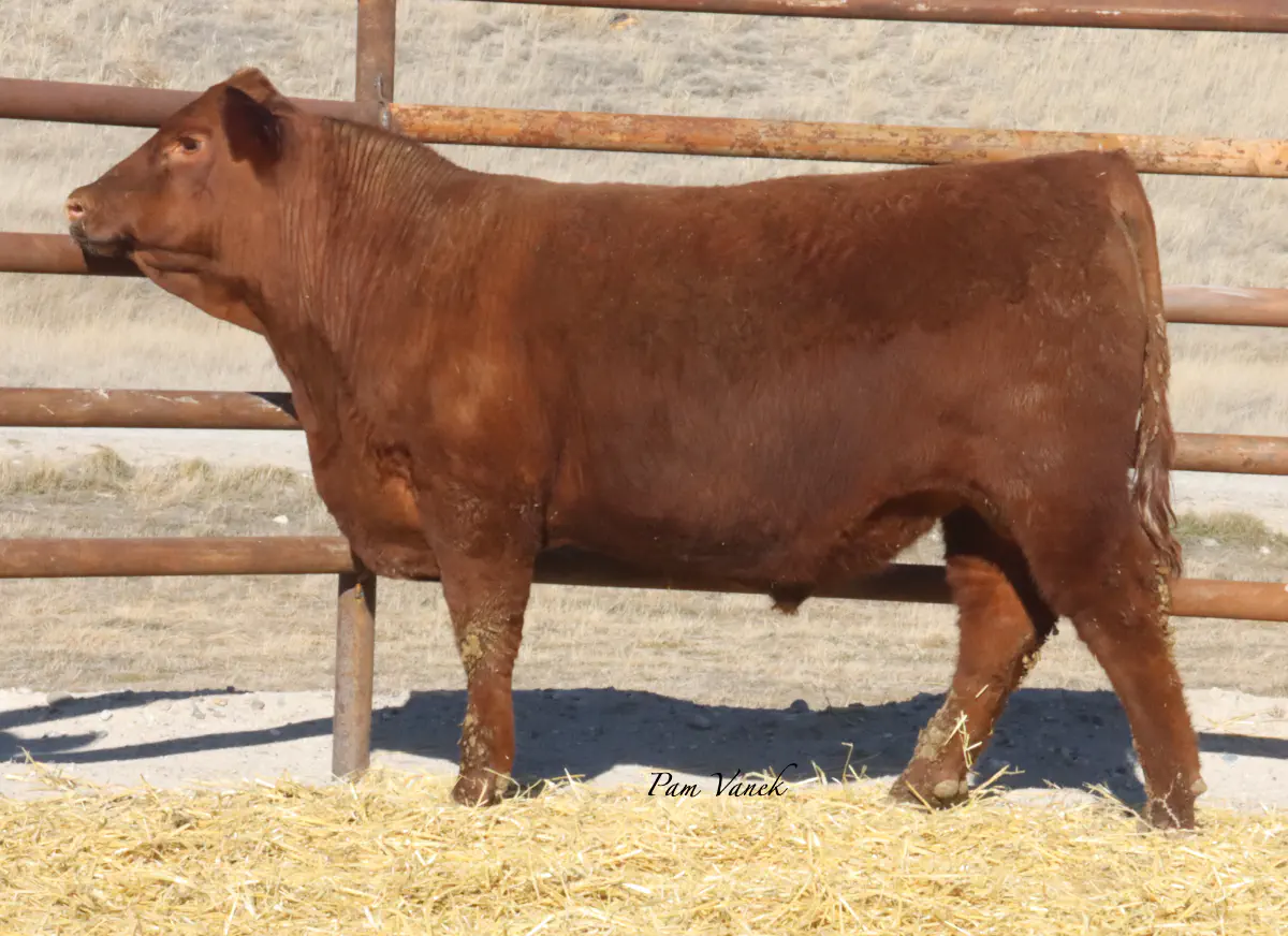 Lot 33: Loosli Collusion 5148