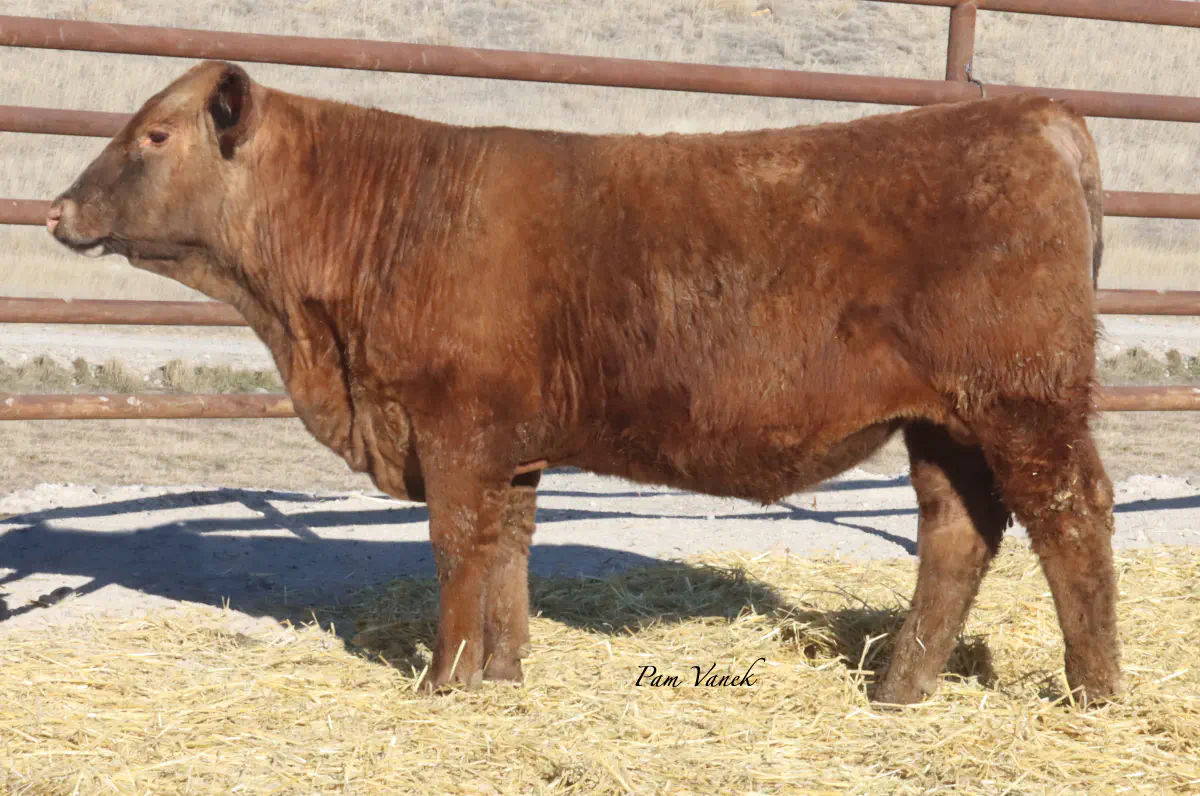 Lot 125: Loosli Reality 5152