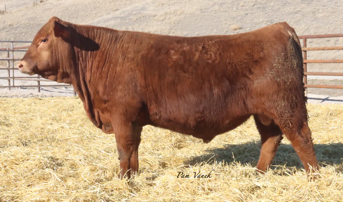 Lot 43: Loosli Flashdrive 5164