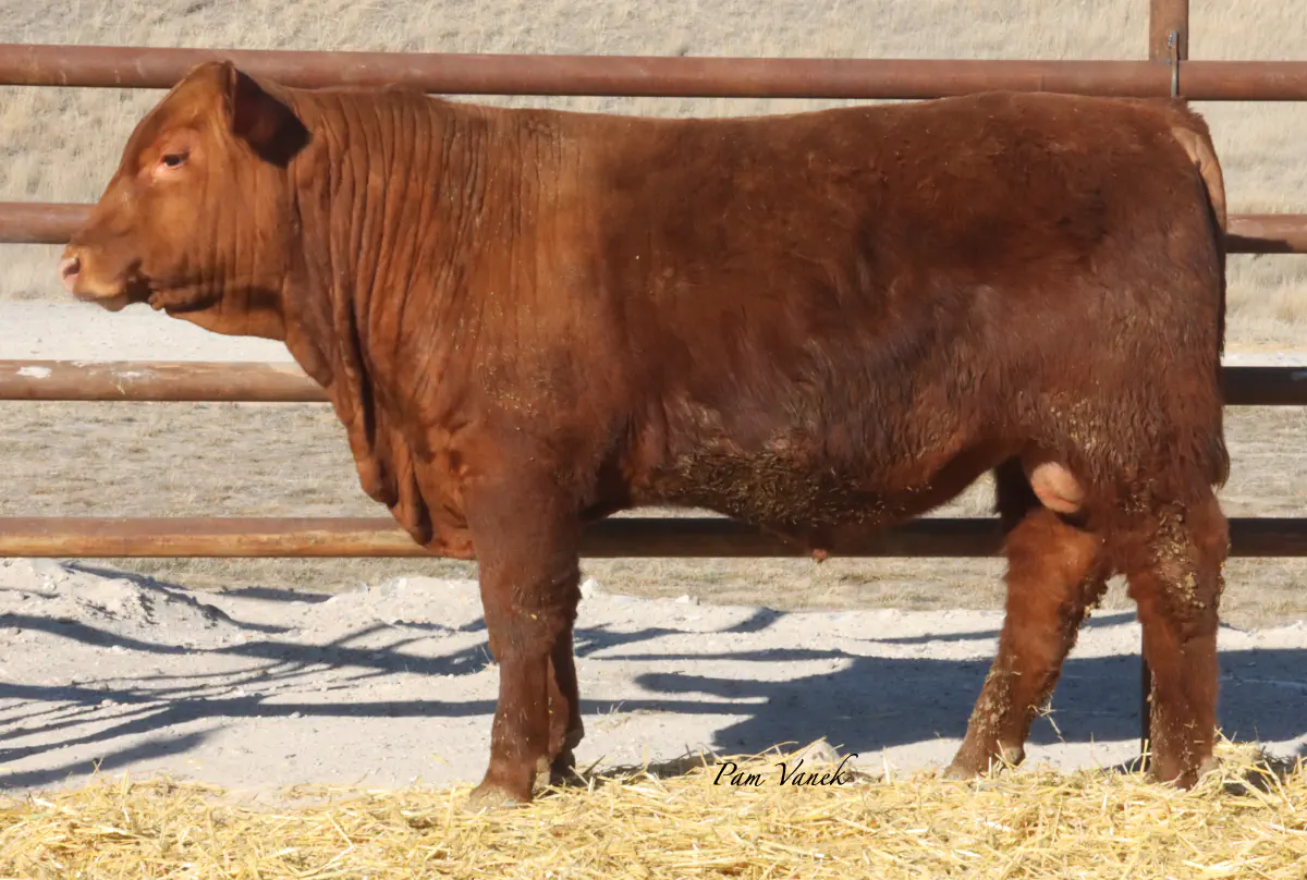 Lot 37: Loosli Lead 517