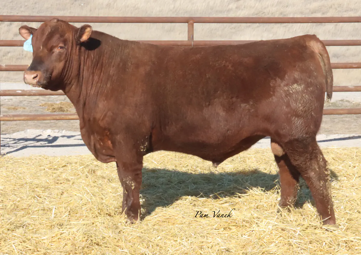 Lot 47: Loosli Flashdrive 519