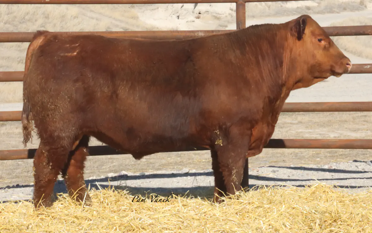 Lot 2: Loosli Lead 521