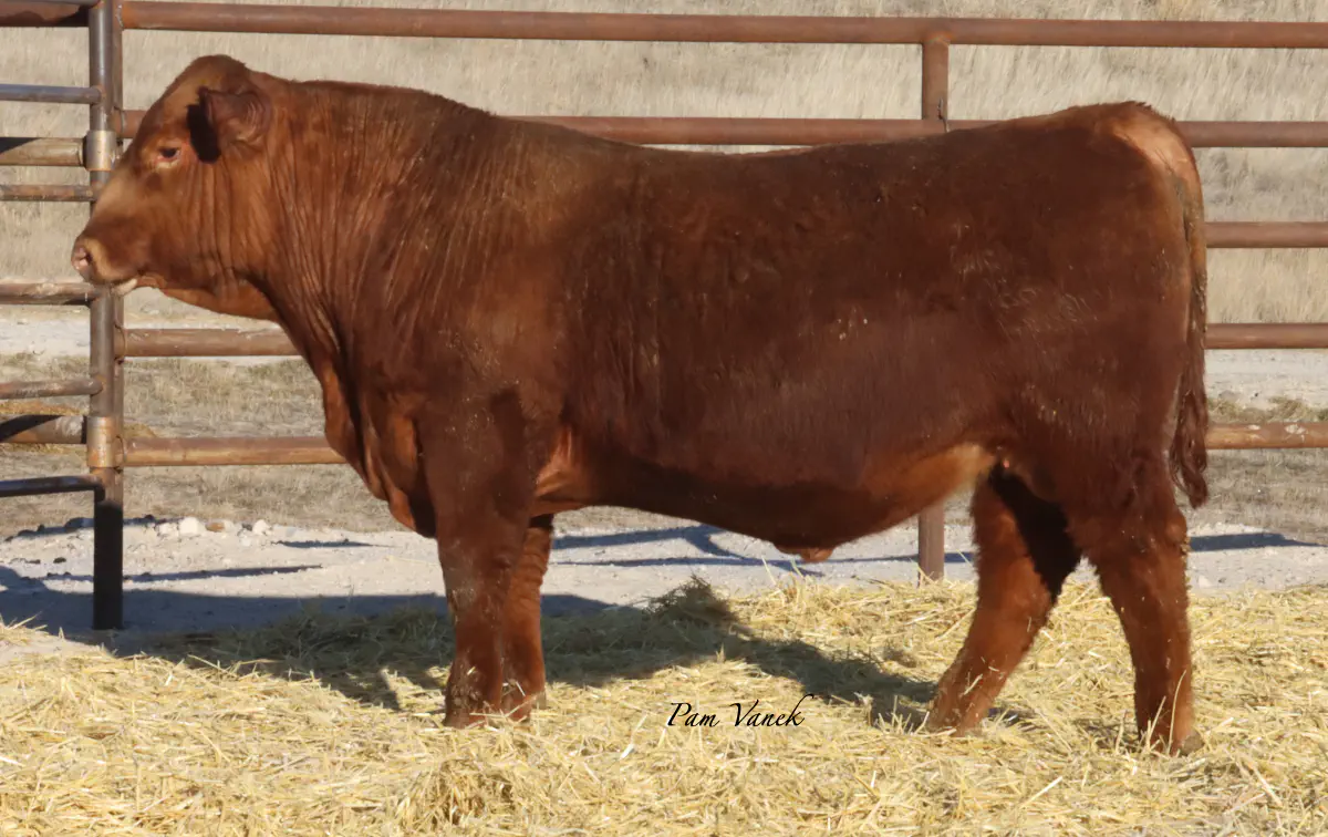 Lot 8: Loosli Complete 523