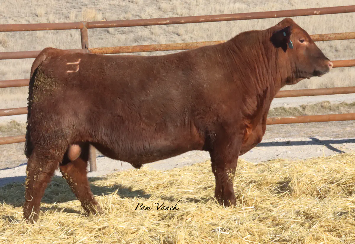 Lot 1: Loosli Flashdrive 524