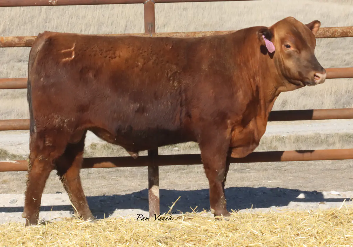 Lot 17: Loosli Advantage 527