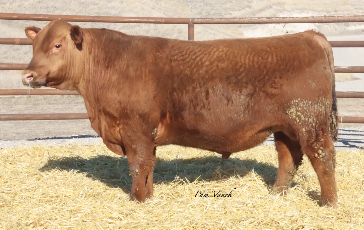 Lot 3: Loosli Complete 531