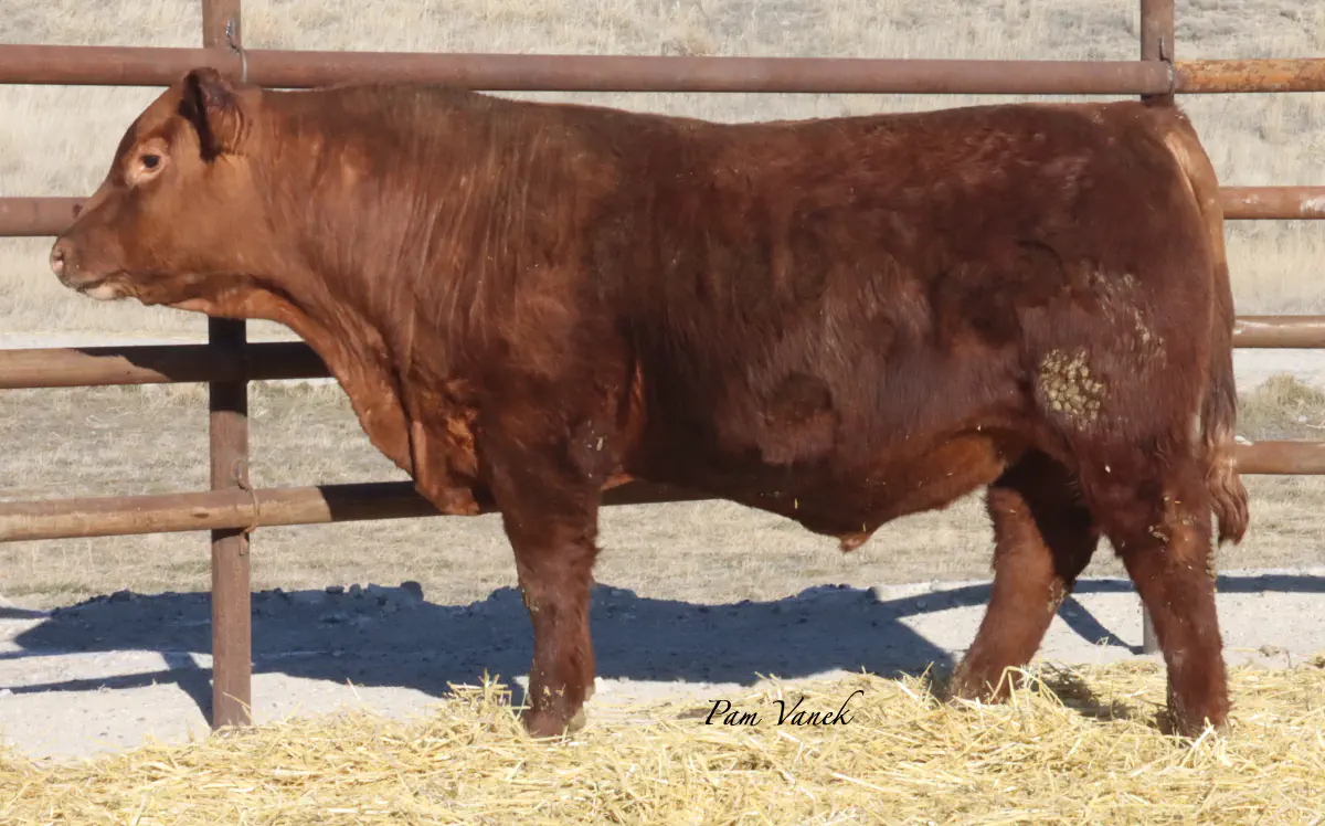 Lot 10: Loosli Lead 533