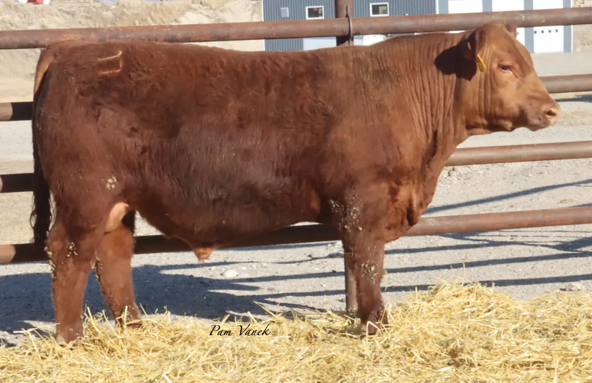 Lot 53: Loosli Collusion 537