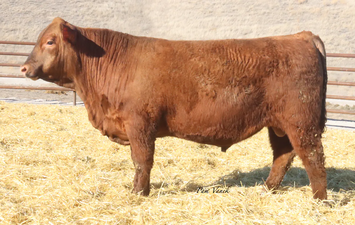 Lot 7: Loosli Flashdrive 539