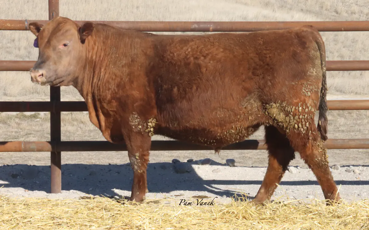 Lot 35: Loosli Advantage 543