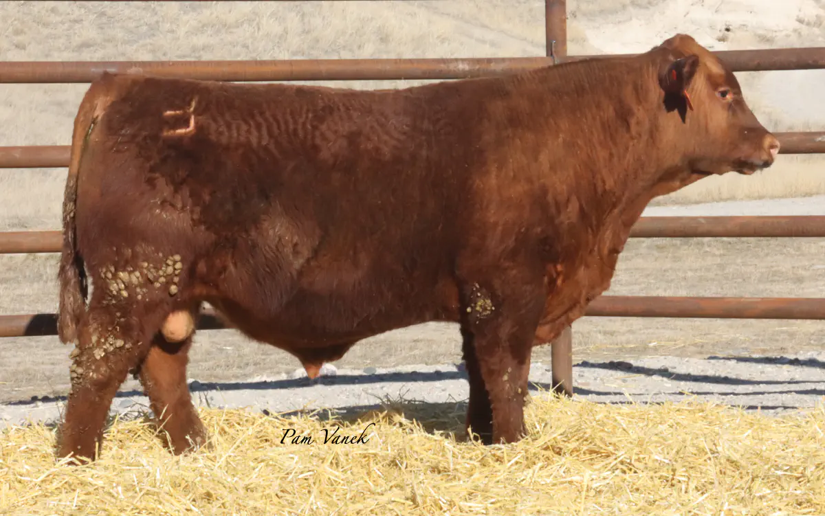 Lot 18: Loosli Complete 549