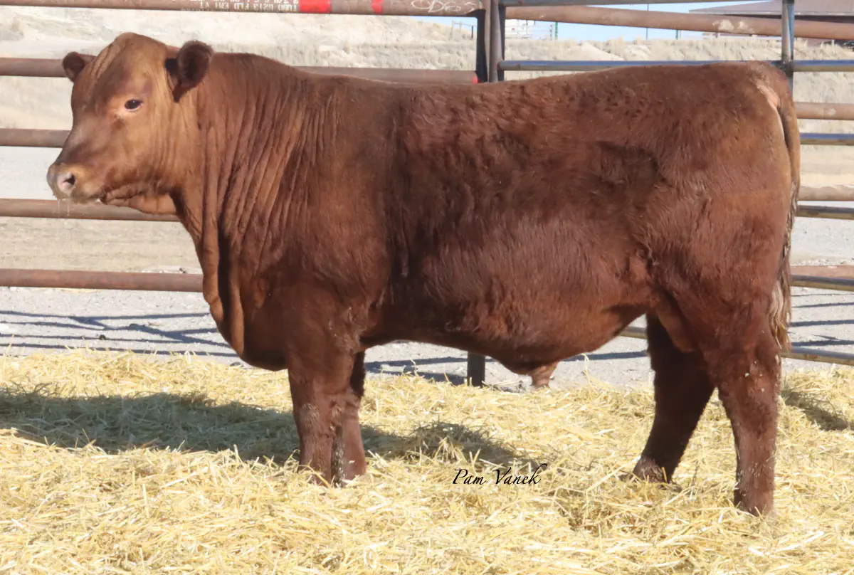 Lot 41: Loosli Lead 551