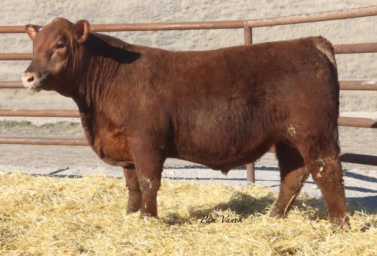 Lot 14: Loosli Complete 552