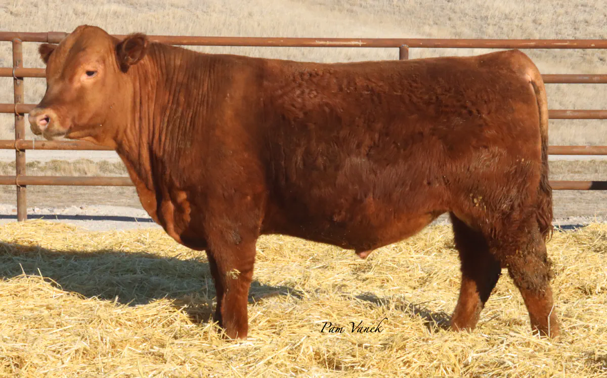 Lot 19: Loosli Complete 554