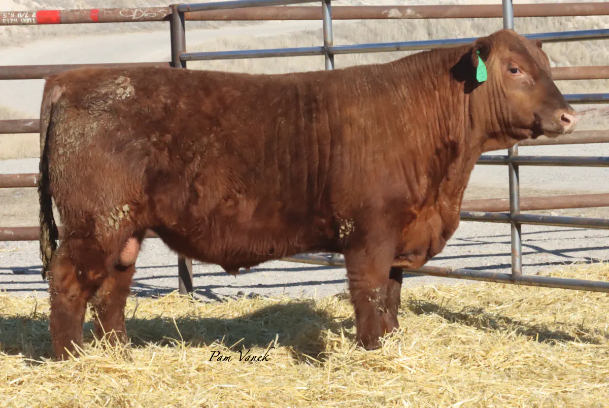 Lot 31: Loosli Lead 555