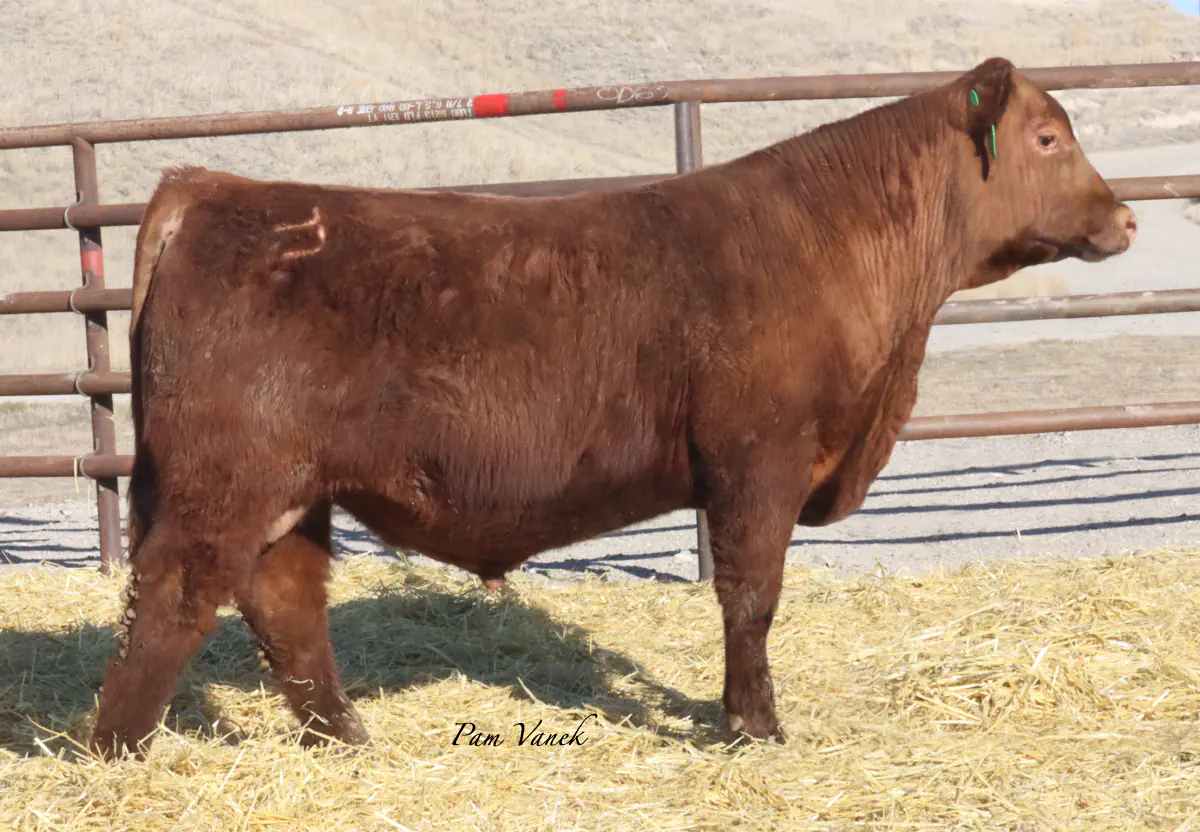 Lot 38: Loosli Foreman 559