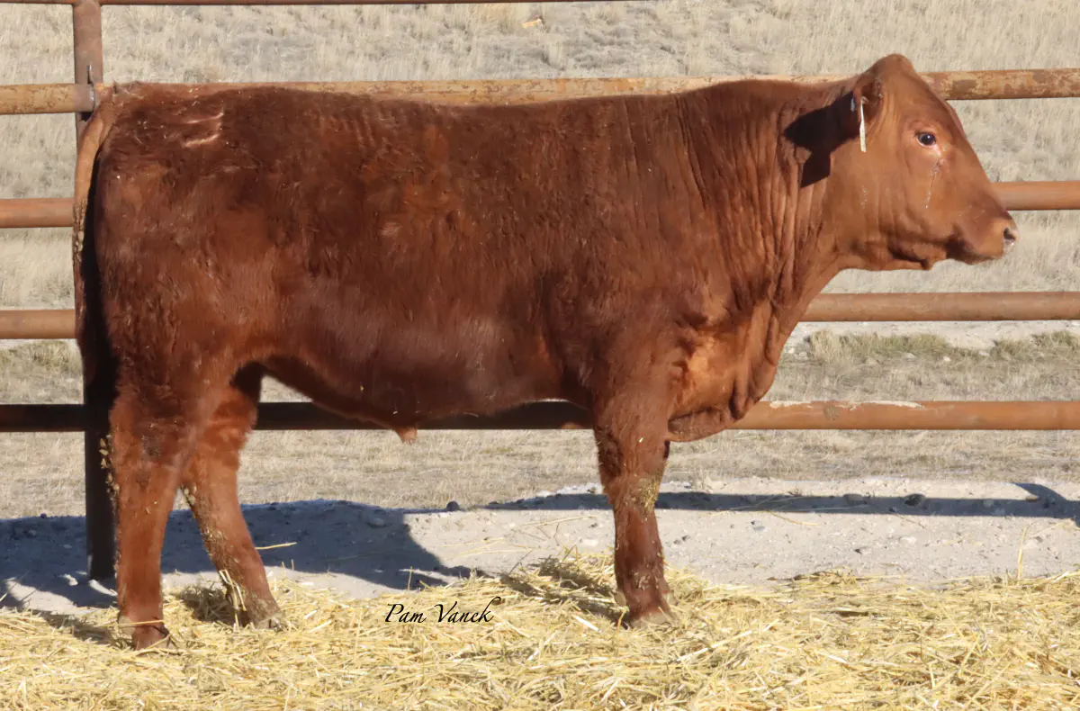 Lot 28: Loosli Flashdrive 563