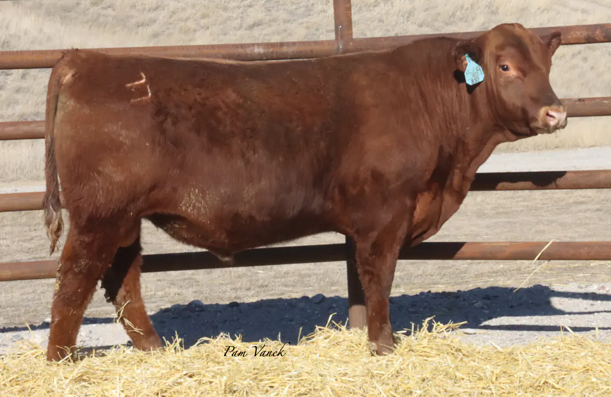 Lot 69: Loosli Flashdrive 564