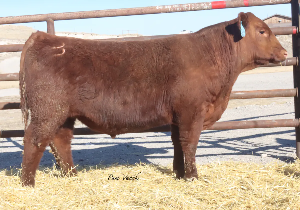 Lot 58: Loosli Flashdrive 566