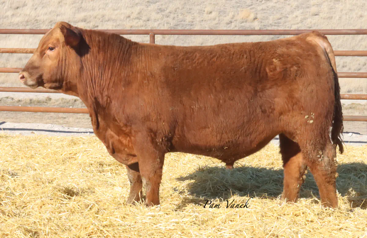 Lot 21: Loosli Complete 567