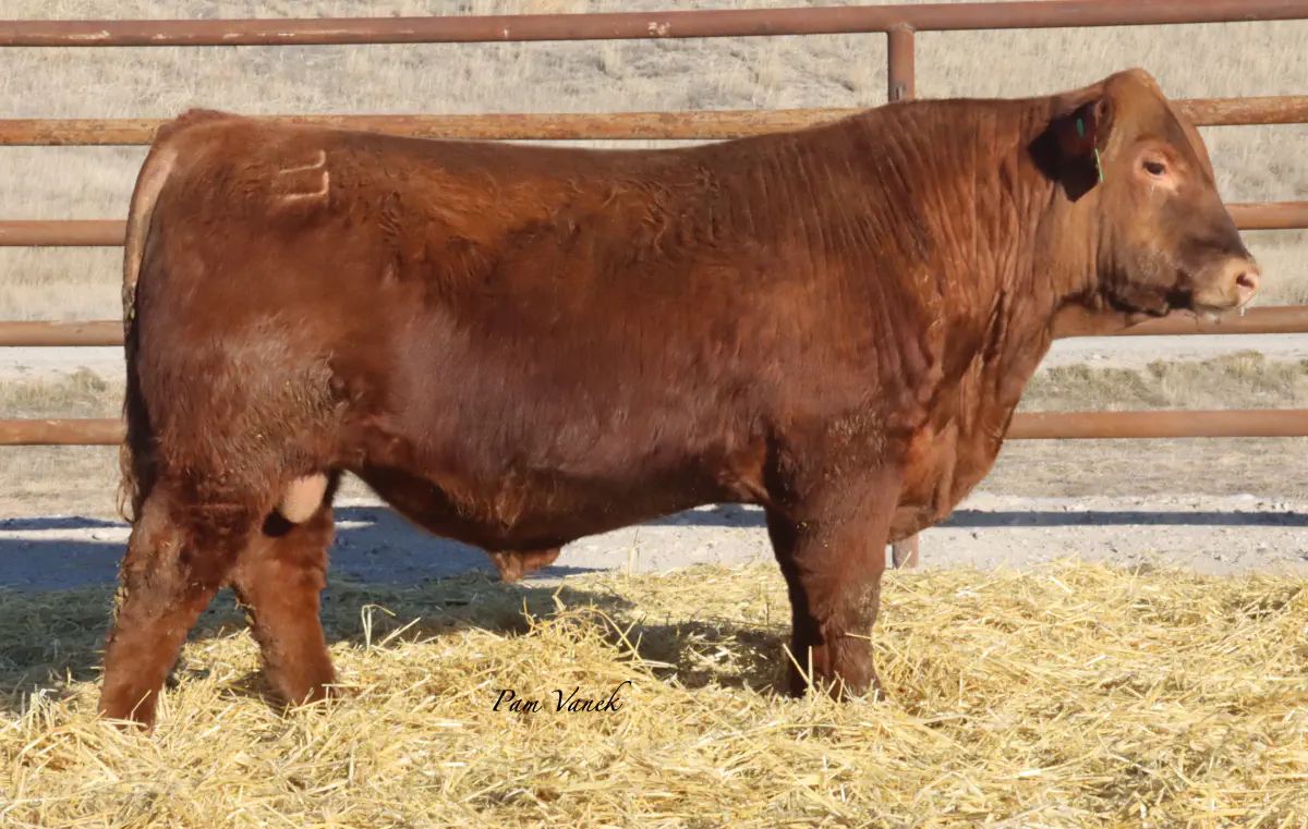 Lot 6: Loosli Lead 568