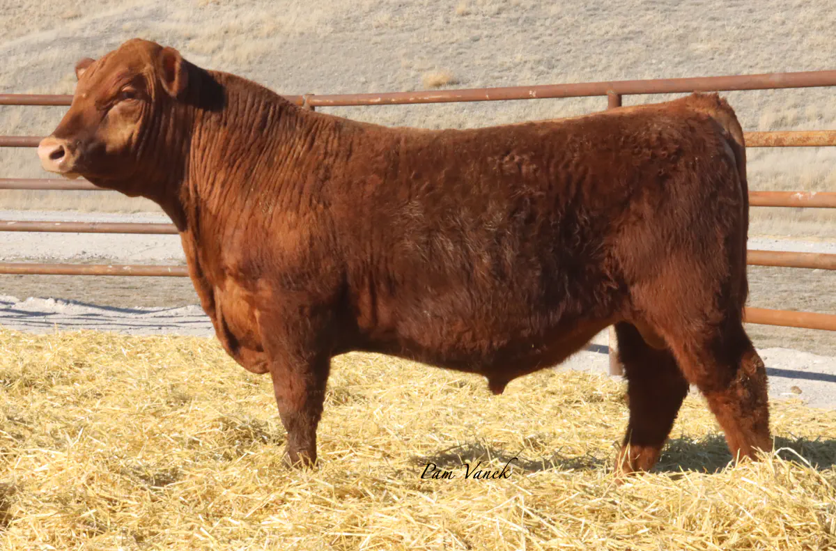 Lot 40: Loosli Collusion 569