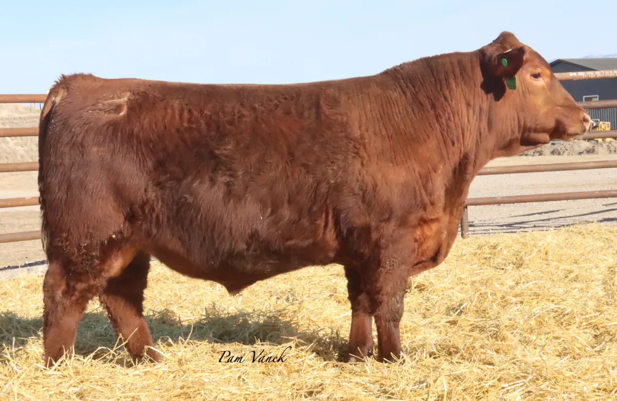 Lot 22: Loosli Lead 570