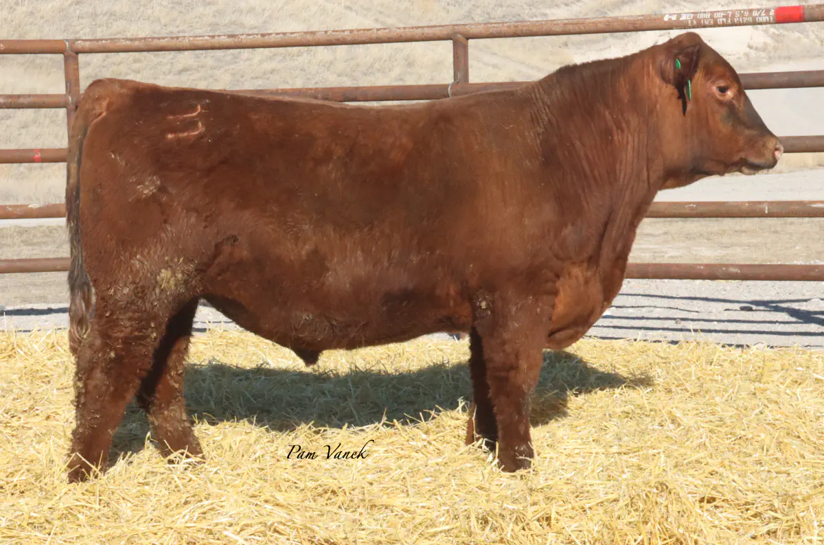 Lot 34: Loosli Foreman 583