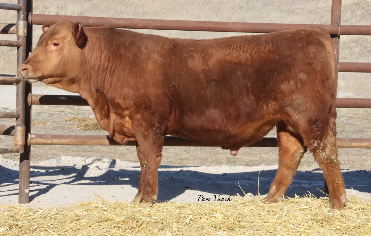 Lot 23: Loosli Complete 586