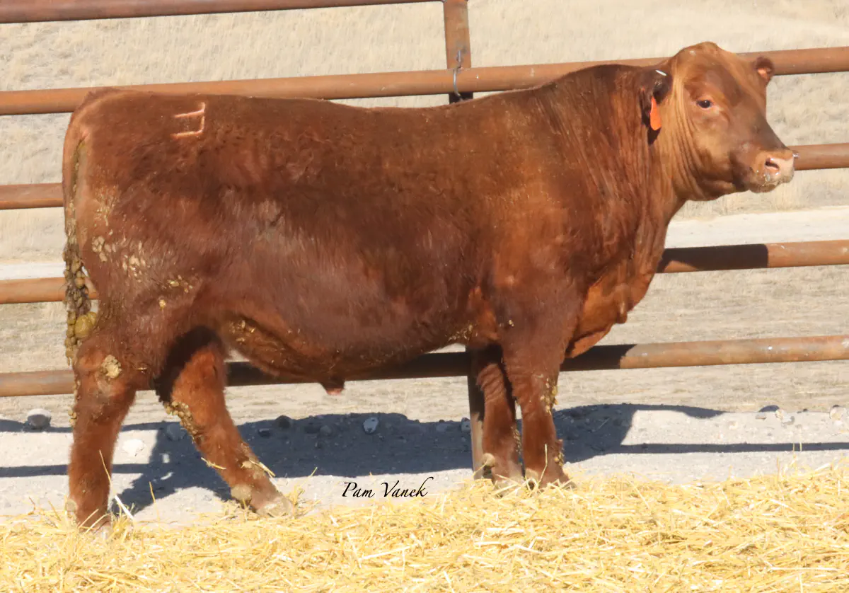 Lot 5: Loosli Complete 587