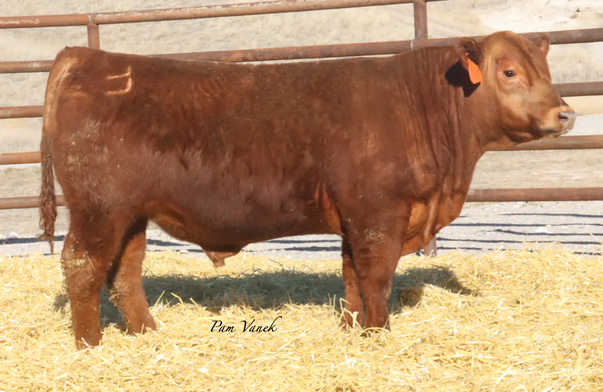 Lot 73: Loosli Complete 588 T