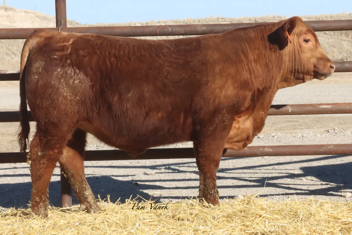 Lot 77: Loosli Complete 597