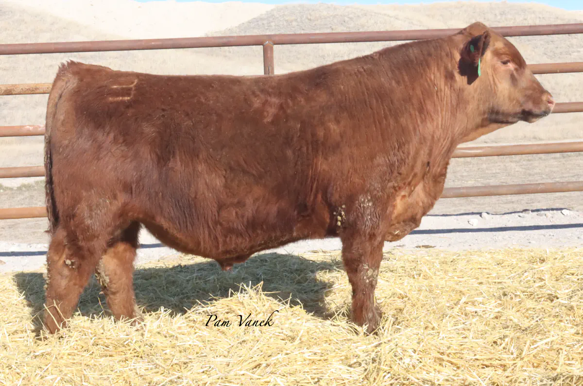 Lot 55: Loosli Lead 599