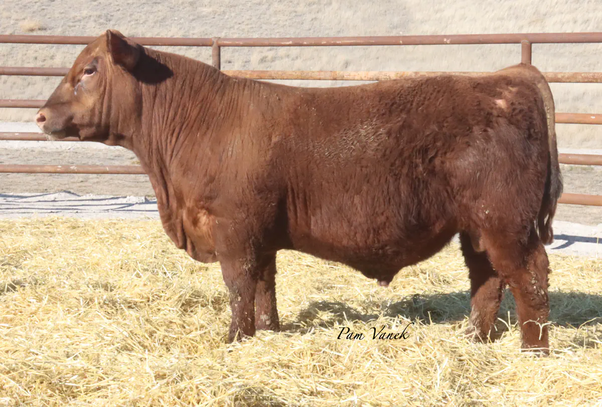 Lot 116: Loosli Jm Ignite N13