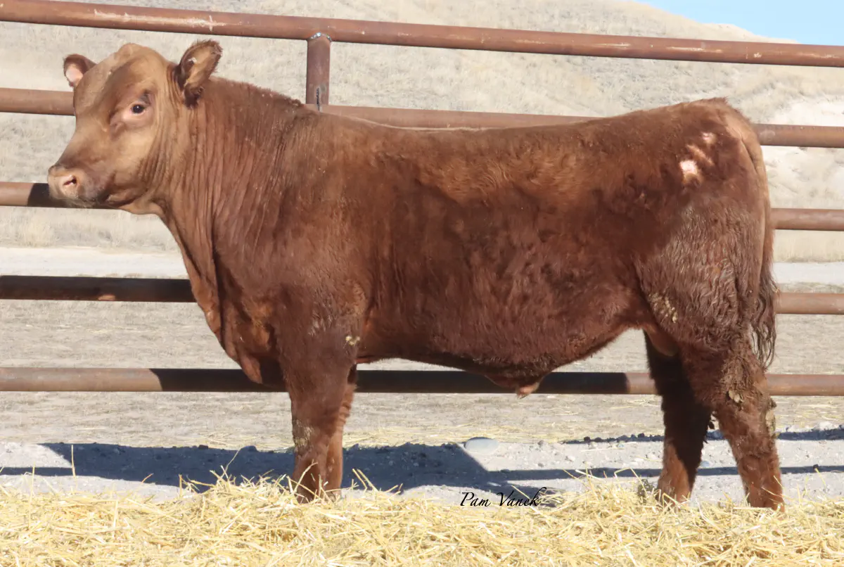 Lot 11: Loosli Jm Ignite N2